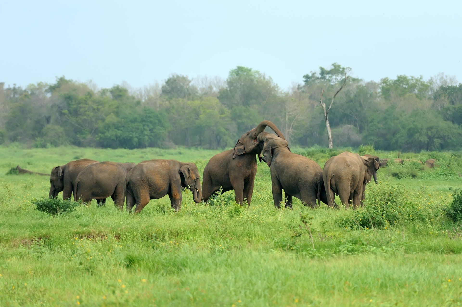Wild elephant in Sri Lanka