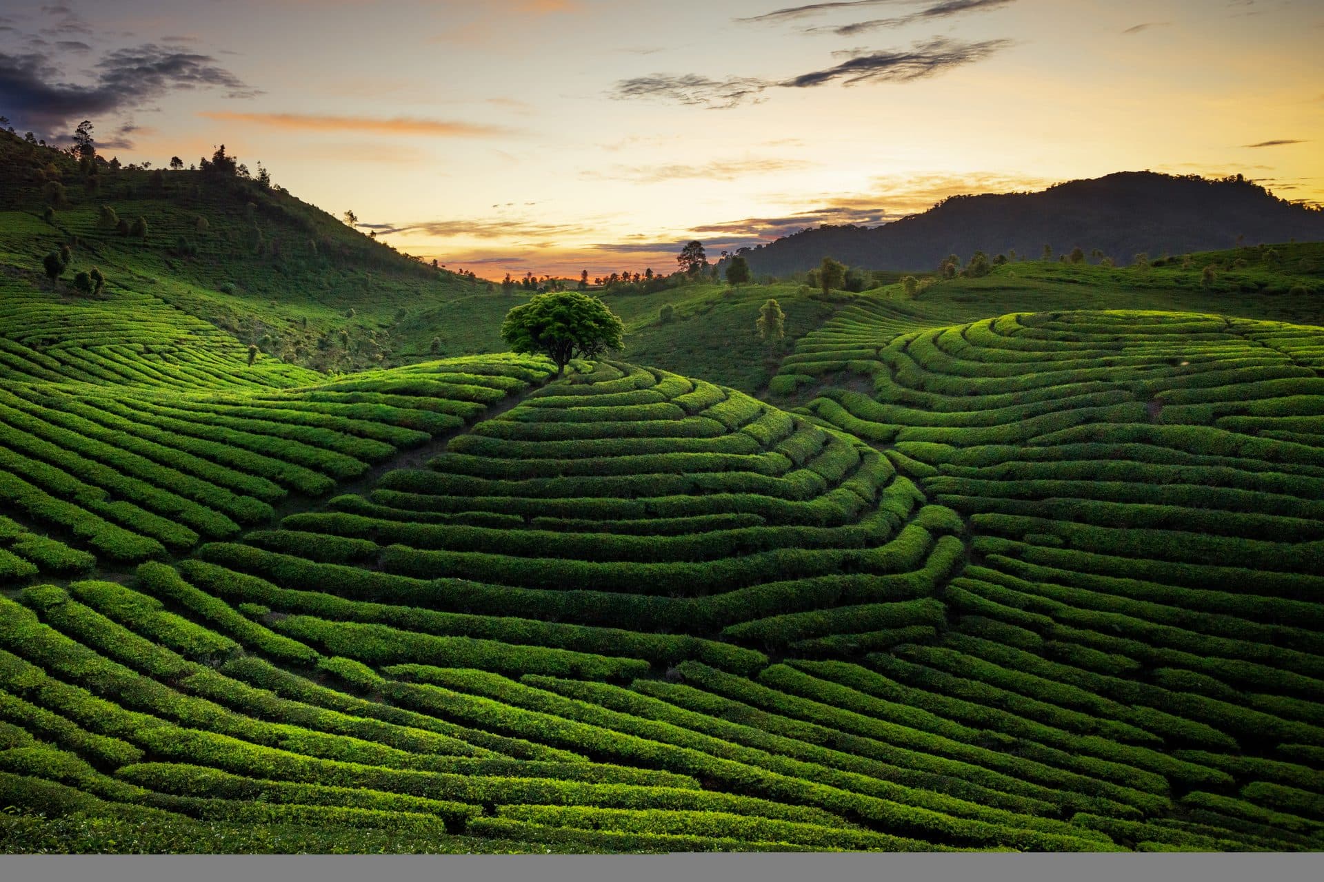 Sri Lanka tea plantation